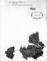 Leptogium tremelloides image